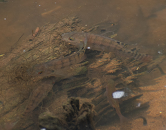 Oreochromis