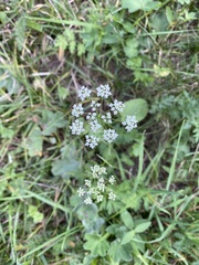 Pimpinella