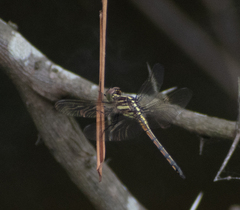 Potamarcha congener