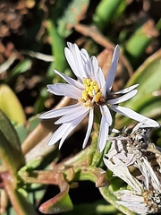 Tripolium pannonicum