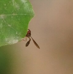 Asiobaccha nubilipennis