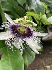Passiflora edulis