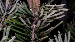 Banksia attenuata