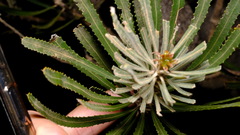 Banksia attenuata