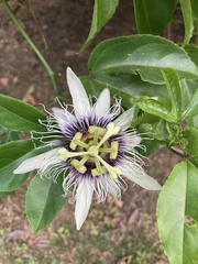 Passiflora edulis