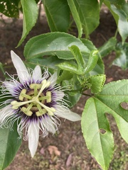 Passiflora edulis