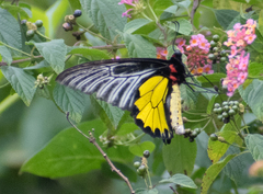 Troides minos