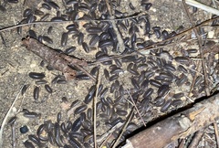 Armadillidium vulgare