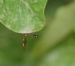 Asiobaccha nubilipennis