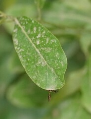 Asiobaccha nubilipennis