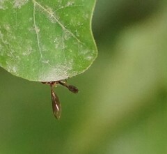 Asiobaccha nubilipennis