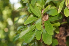 Asiobaccha nubilipennis