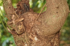 Asiobaccha nubilipennis