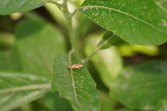 Asiobaccha nubilipennis