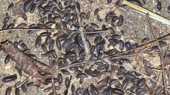 Armadillidium vulgare