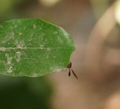 Asiobaccha nubilipennis