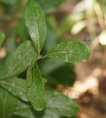 Asiobaccha nubilipennis