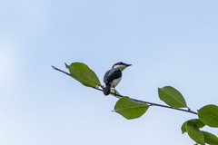 Hemipus hirundinaceus