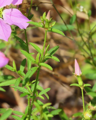 Rhexia mariana