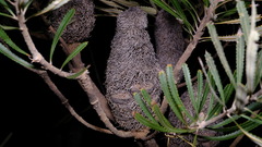 Banksia attenuata