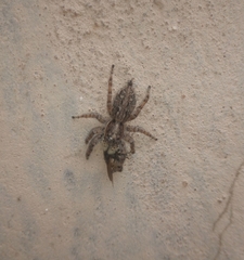 Salticinae