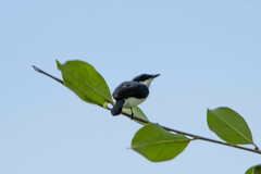 Hemipus hirundinaceus