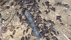 Armadillidium vulgare