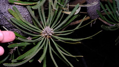 Banksia attenuata