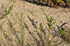 Dittrichia graveolens