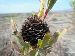 Leucadendron chamelaea
