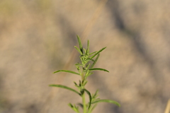 Dittrichia graveolens