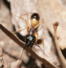 Camponotus consobrinus