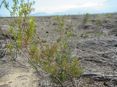 Leucadendron chamelaea