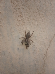 Salticinae