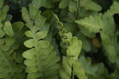 Asplenium marinum