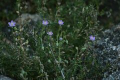 Spergularia rupicola
