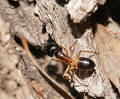 Camponotus consobrinus