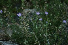 Spergularia rupicola