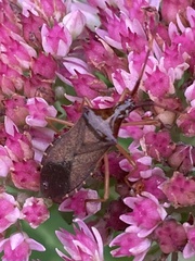 Gonocerus acuteangulatus