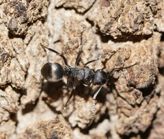 Polyrhachis phryne