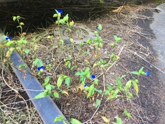 Commelina communis