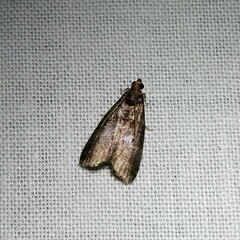 Acrobasis advenella