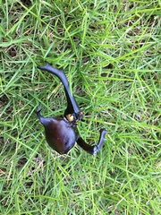 Trypoxylus dichotomus