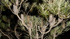 Banksia attenuata