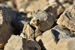 Acontia lucida