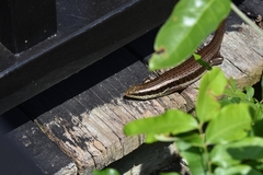 Eutropis longicaudata