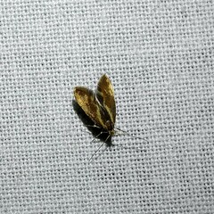 Metalampra