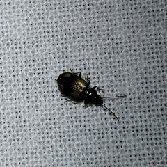 Bembidion