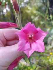 Watsonia marginata