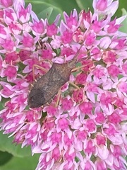 Gonocerus acuteangulatus